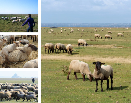 Moutons et agneaux au pâturage et à la bergerie - Eleveurs - Baie du Mont Saint-Michel - Prés-salés